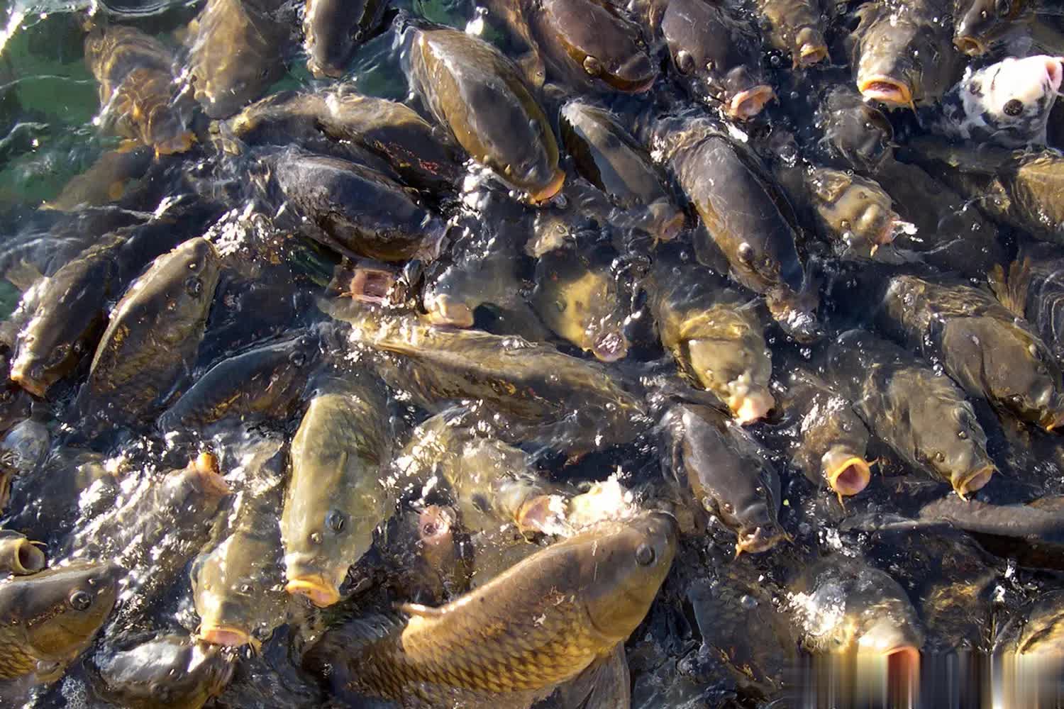 随机应变的, AA 随机应变的, AA